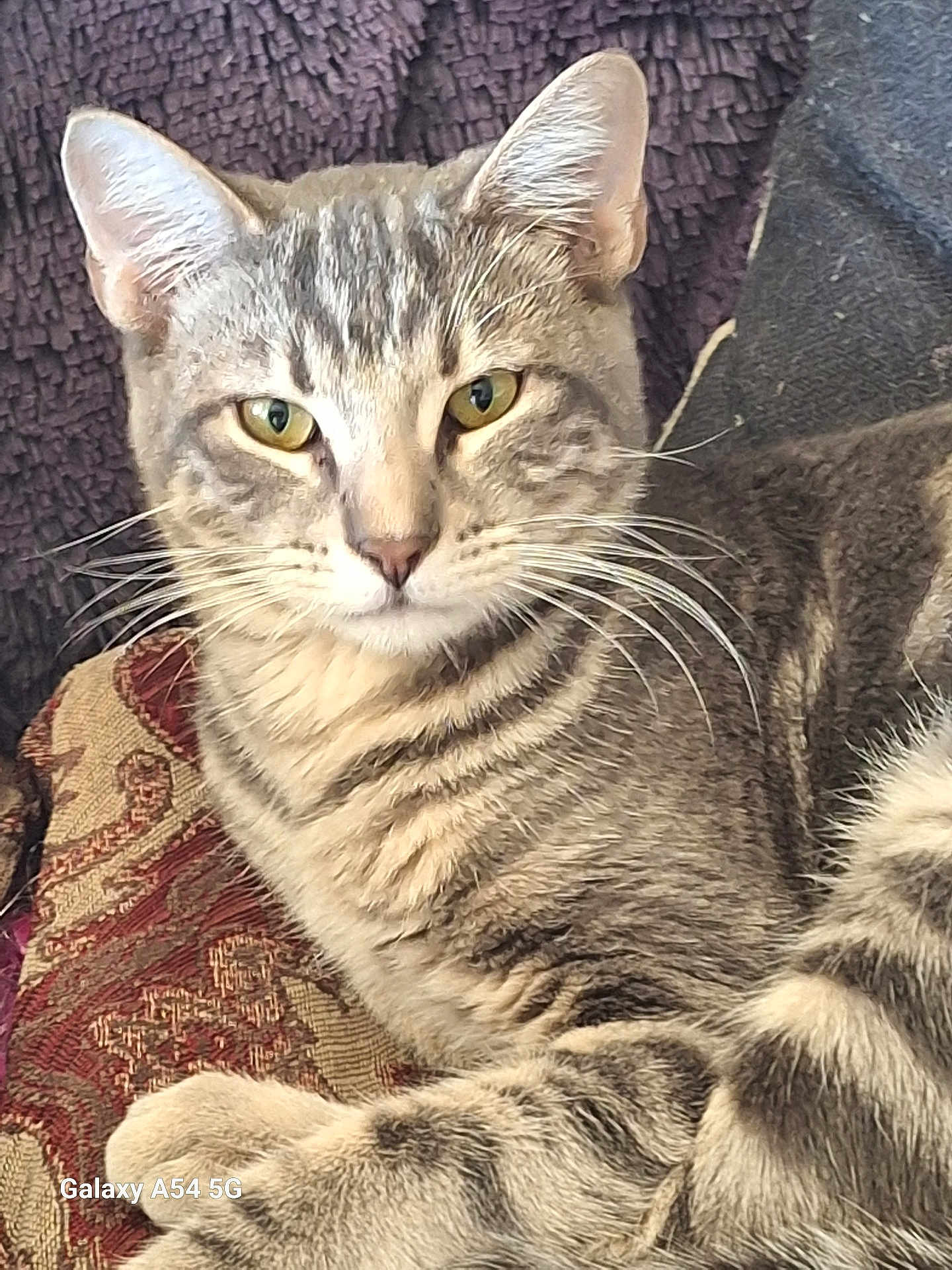 El Tigre is registered to the contest to win money with this photo: animal, blanket, cat, close_up, cushion, cute, domestic_animal, feline, fur, indoor, mammal, patterned_fabric, pet, portrait, relaxed, resting, striped, tabby_cat, whiskers, yellow_eyes