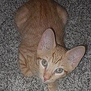 Scott Cobain Pilgrim is registered to the contest to win money with this photo: cat, orange_tabby, pet, animal, feline, carpet, indoor, curious, looking_up, ears, whiskers, close_up, fur, eyes, mammal, domestic_animal, cute, small, young, resting