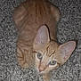 cat, orange_tabby, pet, animal, feline, carpet, indoor, curious, looking_up, ears, whiskers, close_up, fur, eyes, mammal, domestic_animal, cute, small, young, resting