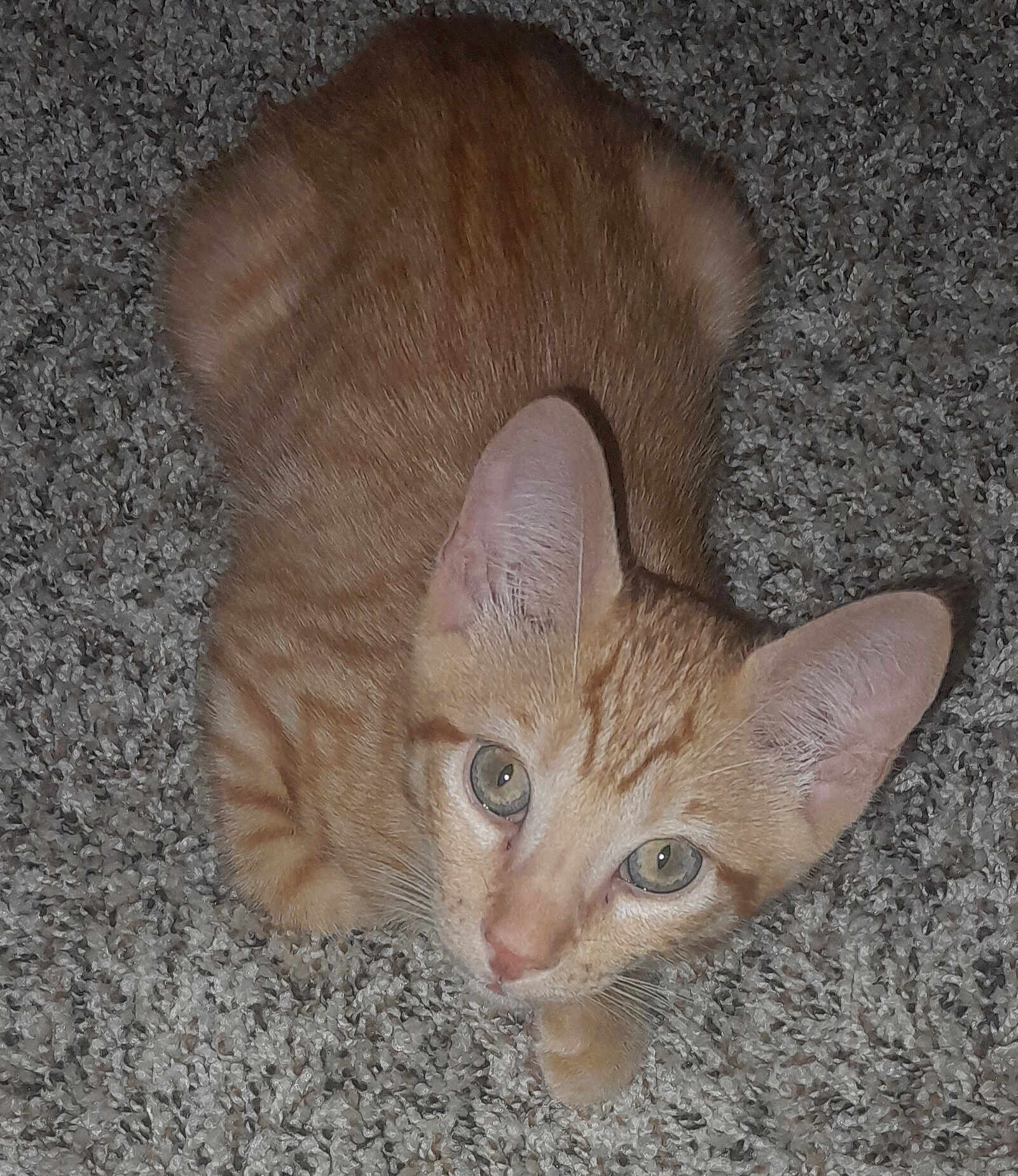 Scott Cobain Pilgrim is registered to the contest to win money with this photo: cat, orange_tabby, pet, animal, feline, carpet, indoor, curious, looking_up, ears, whiskers, close_up, fur, eyes, mammal, domestic_animal, cute, small, young, resting