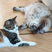 Mia participe au concours pour gagner de l'argent avec cette photo : cats, felines, pets, animals, fluffy, tabby, white_cat, gray_cat, lying_down, lounging, upside_down, playful, relaxed, fur, whiskers, ears, paws, wooden_floor, indoor, companions