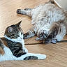 cats, felines, pets, animals, fluffy, tabby, white_cat, gray_cat, lying_down, lounging, upside_down, playful, relaxed, fur, whiskers, ears, paws, wooden_floor, indoor, companions