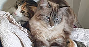 Mia participe au concours pour gagner de l'argent avec cette photo : cat, cats, kitten, calico, tabby, fluffy, fur, whiskers, ears, eyes, sleepy, curious, cuddling, resting, towel, blanket, indoors, portrait, pet, cozy