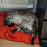 Mia a rejoint le concours — aidez-le/la à gagner de superbes lots ! cat, fluffy, sleeping, relaxed, upside_down, gray, white, tabby, pet, animal, blanket, red_blanket, indoor, cozy, radiator, wood_floor, furniture, paw, whiskers, nap