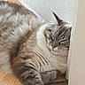 Mia participe au concours pour gagner de l'argent avec cette photo : cat, tabby_cat, fluffy, fur, pet, animal, sleeping, relaxed, lying_down, stretched_paw, indoor, doorway, wooden_floor, home, portrait, close_up, striped_fur, whiskers, ears, cute