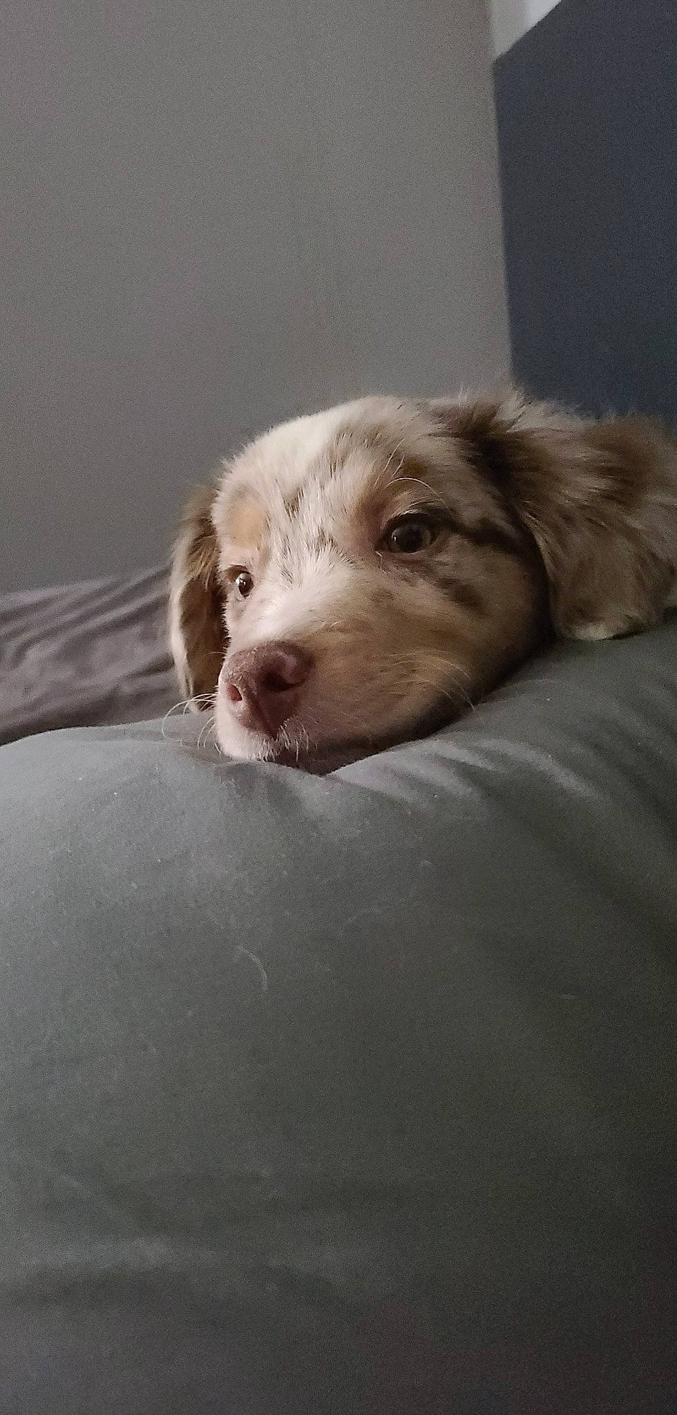 Cinnamon joined the competition — help win amazing prizes! bored, canidae, carnivore, companion_dog, dog, dog_breed, ear, fur, liver, snout, sporting_group, whiskers, working_animal