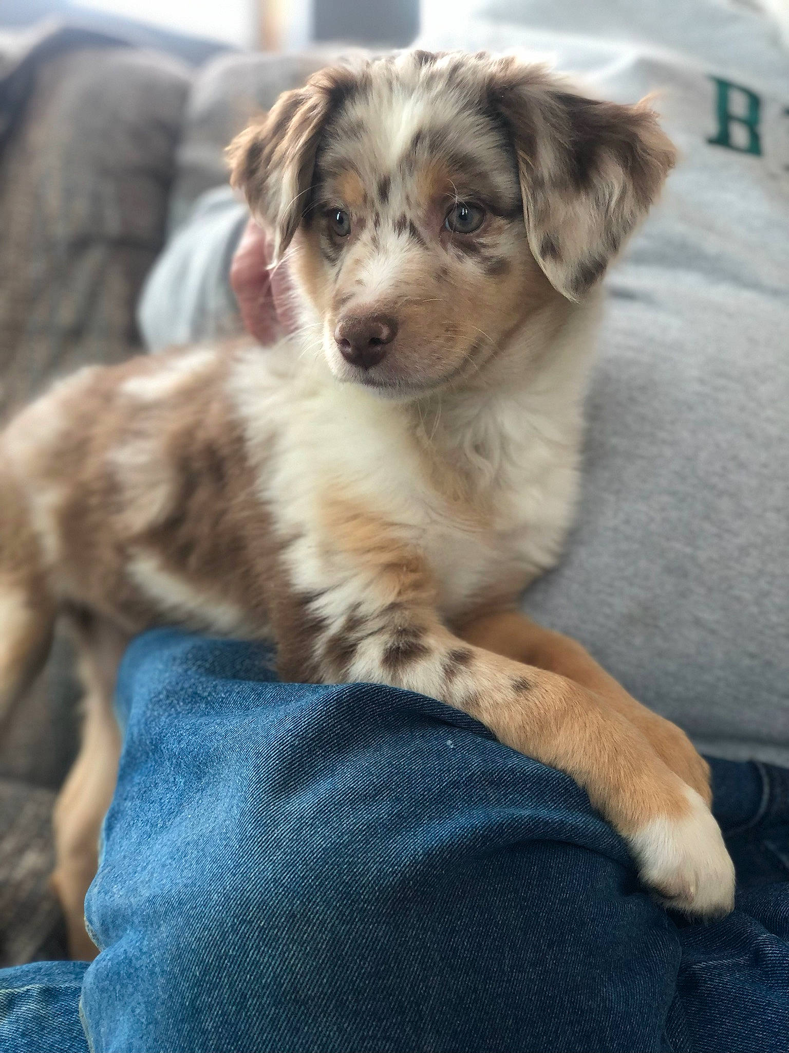 Cinnamon is registered to the contest to win money with this photo: australian_collie, australian_shepherd, ball, bored, canidae, carnivore, companion_dog, couch, dog, dog_breed, fawn, fur, herding_dog, miniature_australian_shepherd, snout, sporting_group, terrestrial_animal, texas_heeler, whiskers, working_dog