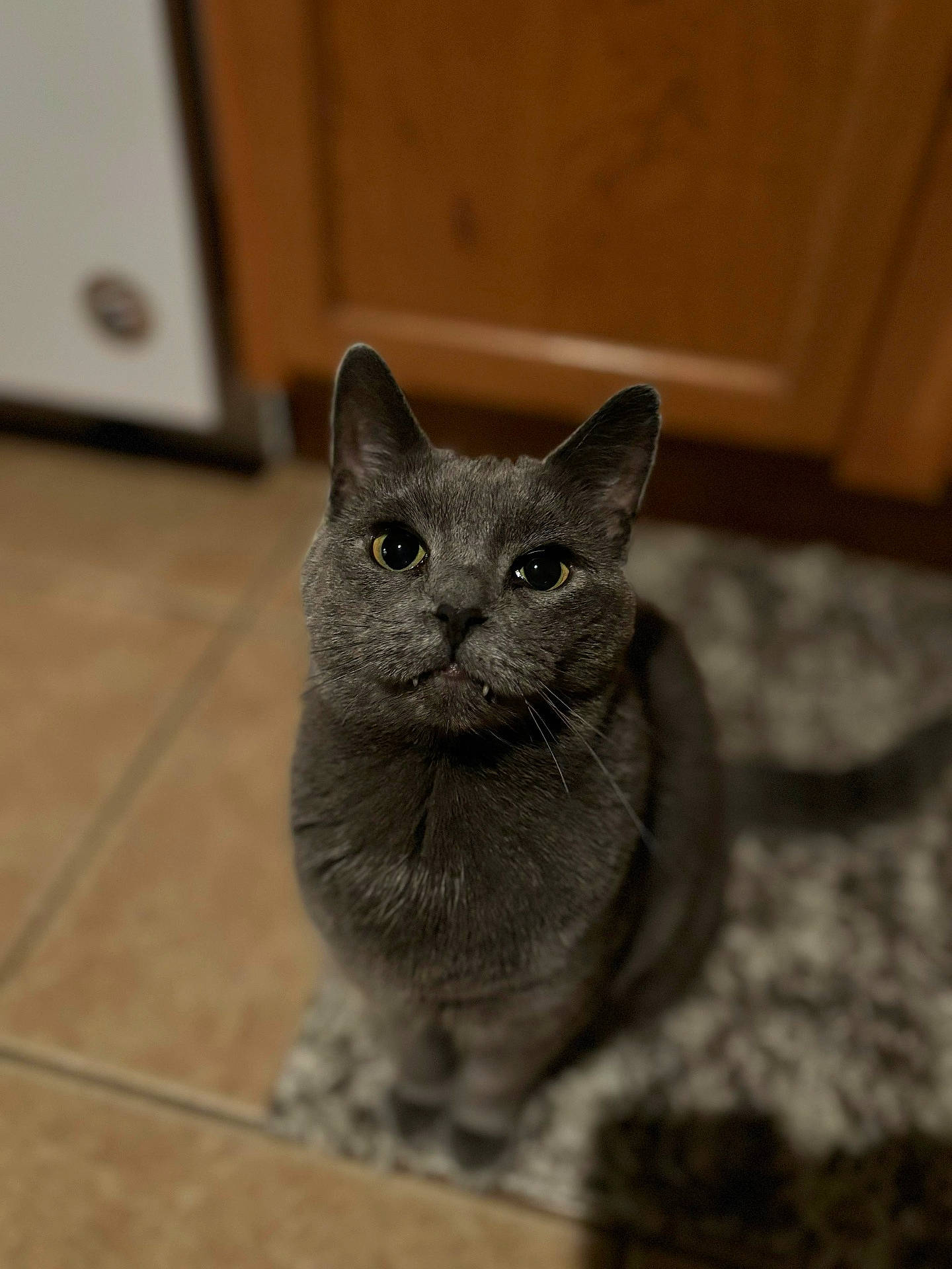 Marceline joined the competition — help win amazing prizes! abyssinian, animal, blackcat, cat, hardwood, indoors, kitten, manx, pet, plywood, wood