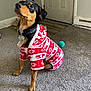 Blicky is registered to the contest to win money with this photo: dog, pet, indoor, carpet, sweater, holiday, red, white, toy, ball, floor, door, animal, cute, small_dog, attentive, cozy, clothing, black_and_tan, companion