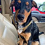 Blicky is registered to the contest to win money with this photo: dog, car_interior, seat, leather_seat, gold_chain, black_and_tan, pet, animal, window, seatbelt, looking_at_camera, sitting, closeup, face, ears, nose, paw, tail, daylight, vehicle