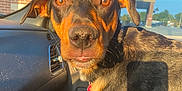 Blicky joined the competition — help win amazing prizes! dog, pet, car_interior, sunlight, brown_eyes, closeup, portrait, animal, canine, seat, window, brick_wall, collar, daylight, looking_at_camera, fur, ears, nose, shadow, vehicle