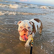Tonka joined the competition — help win amazing prizes! bulldog, dog, water, ocean, beach, waves, leash, tongue, sunset, pet, animal, outdoor, happy, canine, standing, shallow_water, summer, nature, playful, closeup