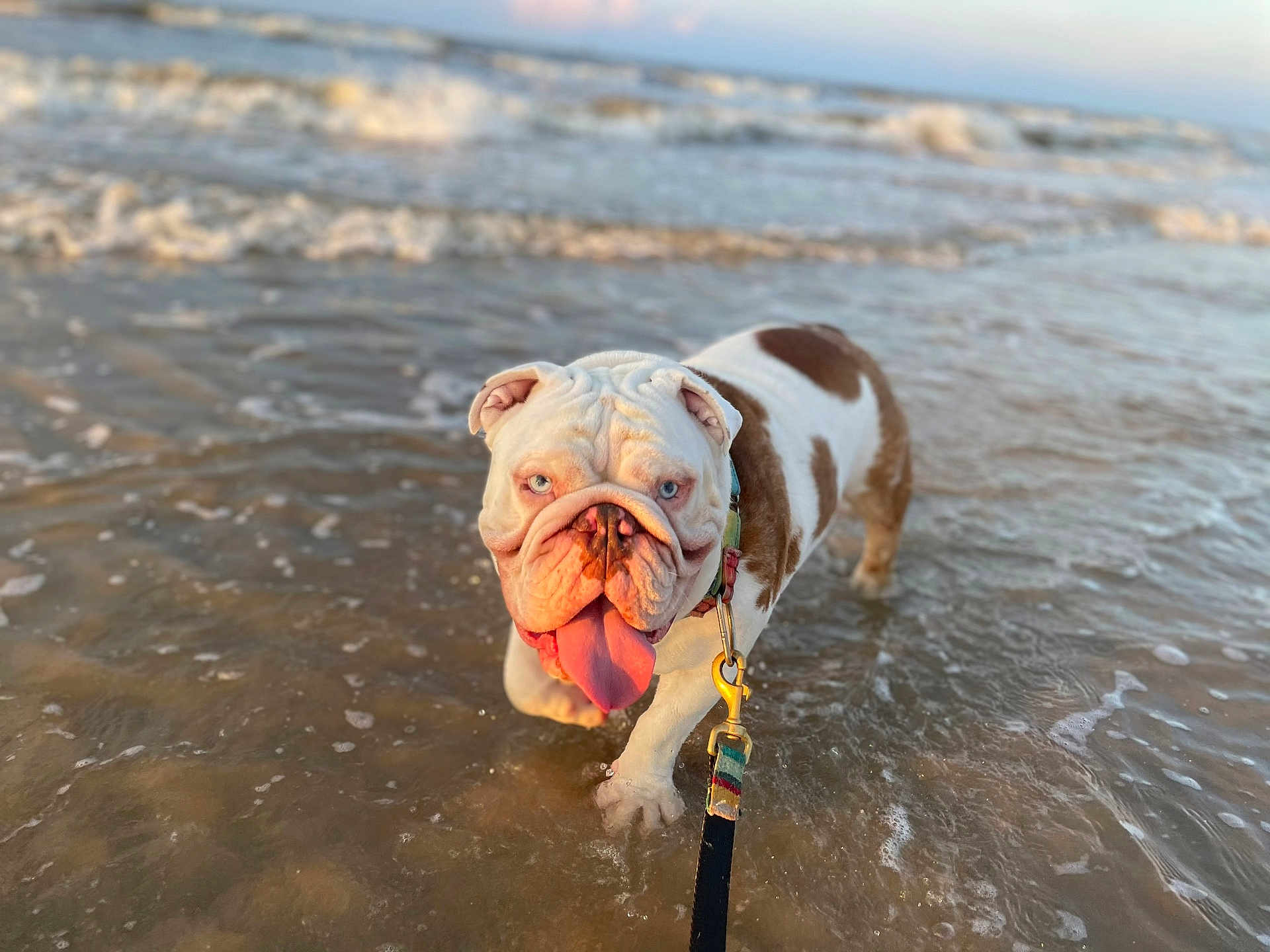 Tonka joined the competition — help win amazing prizes! bulldog, dog, water, ocean, beach, waves, leash, tongue, sunset, pet, animal, outdoor, happy, canine, standing, shallow_water, summer, nature, playful, closeup