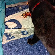 Sir Xavier is registered to the contest to win money with this photo: animal, bedroom, black_cat, blanket, blue_blanket, cat, cat_food, collar, cozy, domestic, fur, furniture, home, indoor, paw, pet, resting_place, soft_texture, tail, white_pattern