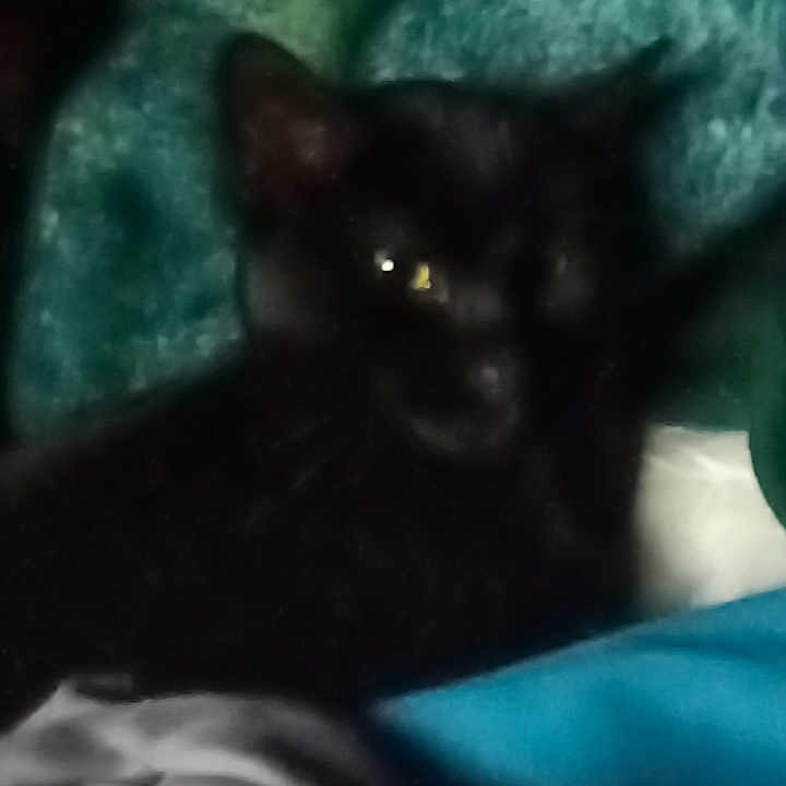 Sir Xavier is registered to the contest to win money with this photo: animal, black_cat, blanket, blur, cat, comfort, cozy, cute, dark, eyes, fabric, feline, home, indoor, pet, relaxation, resting, shadow, sleepy, soft