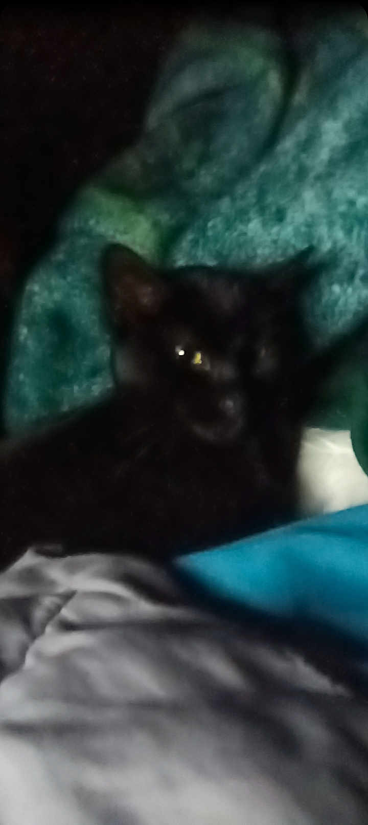 Sir Xavier is registered to the contest to win money with this photo: animal, black_cat, blanket, blur, cat, comfort, cozy, cute, dark, eyes, fabric, feline, home, indoor, pet, relaxation, resting, shadow, sleepy, soft