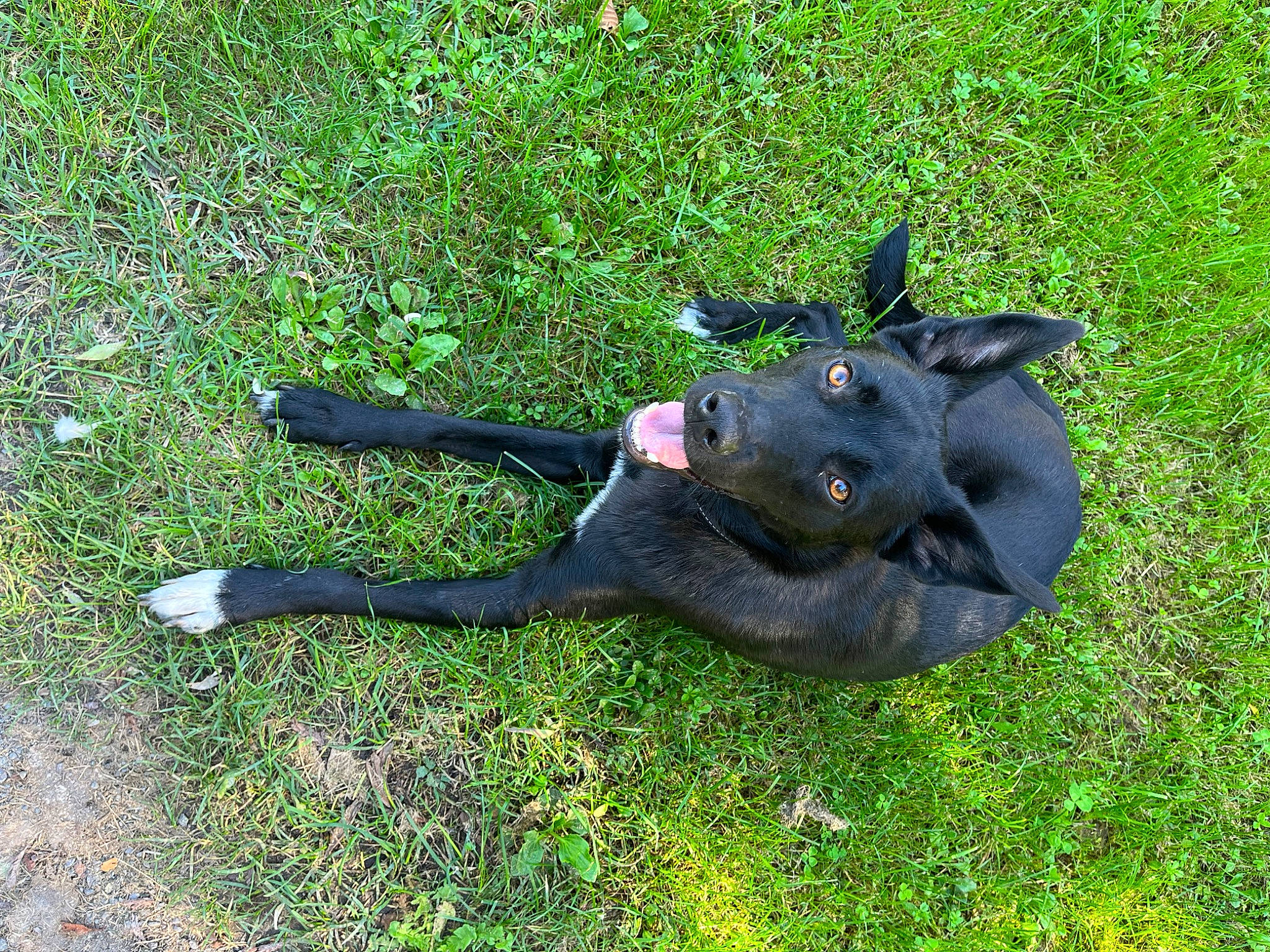 Tchico participe au concours pour gagner de l'argent avec cette photo : annual_plant, canidae, dog_breed, electric_blue, fashion_accessory, fawn, fur, glove, grass, groundcover, non_sporting_group, personal_protective_equipment, safety_glove, shadow, snout, sporting_group, tail, terrestrial_animal, working_animal