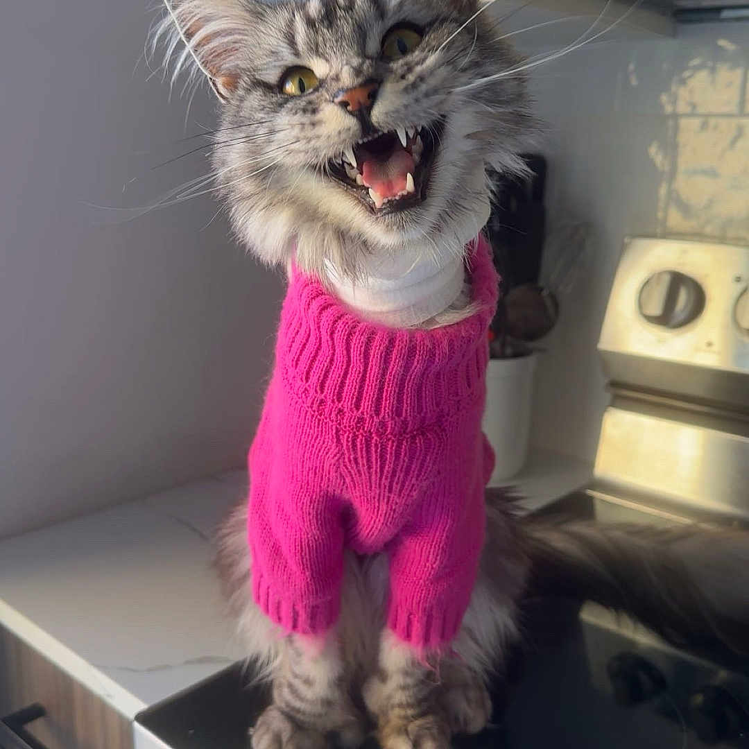 Brooklyn is registered to the contest to win money with this photo: animal, appliance, cat, closet, clothing, cupboard, device, drawer, face, furniture, head, indoors, kitchen, kitten, knitwear, person, pet, photography, portrait, sweater