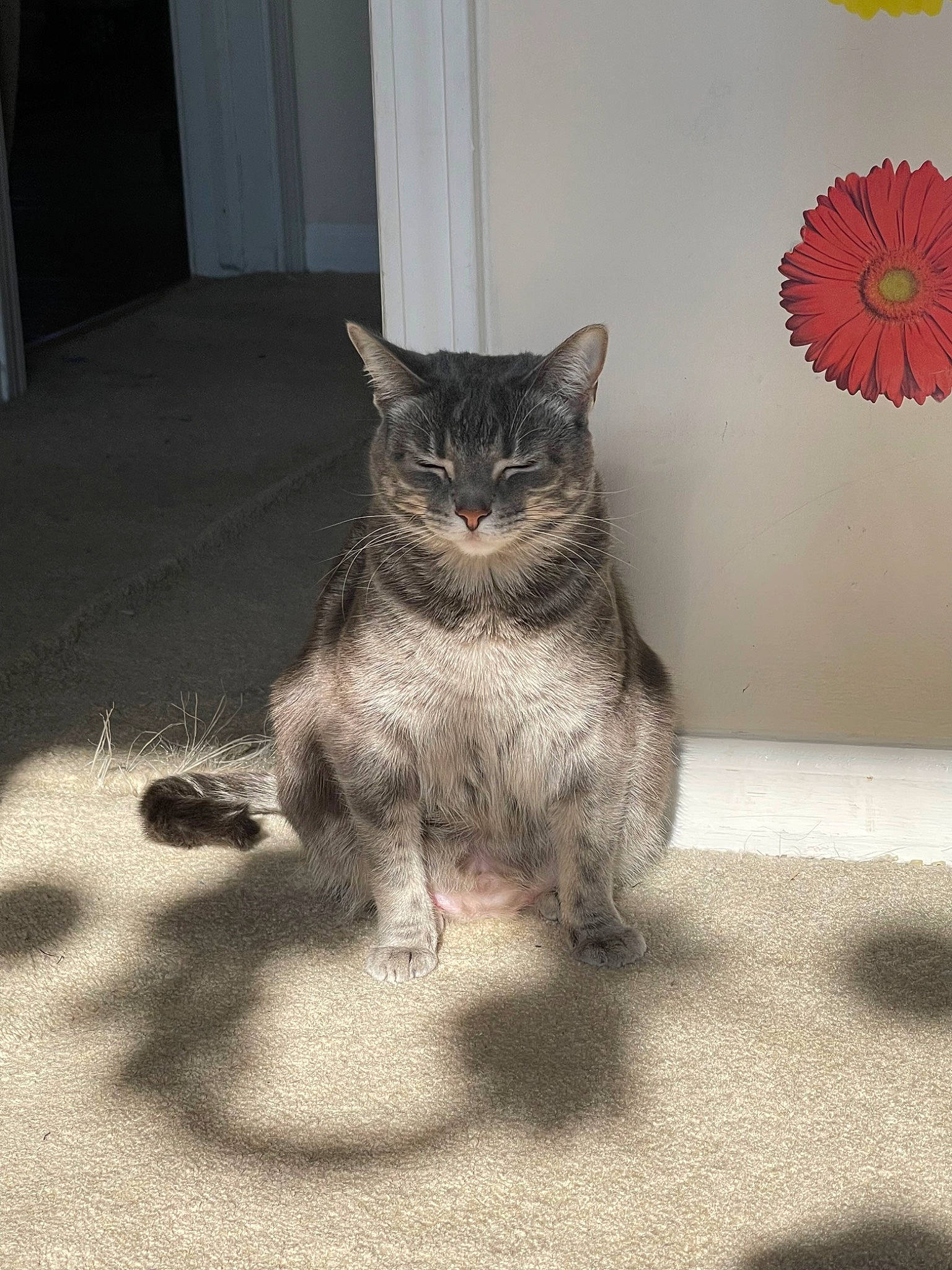 Alice joined the competition — help win amazing prizes! carnivore, cat, claw, domestic_short_haired_cat, door, felidae, floor, flooring, fur, grey, paw, petal, plant, road_surface, sitting, small_to_medium_sized_cats, snout, tail, whiskers, window