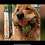 dog, golden_retriever, tennis_balls, mouth, pet, animal, outdoor, playful, fetch, furry, cute, close_up, smiling, happy, canine, fur, tongue, teeth, backyard, fence