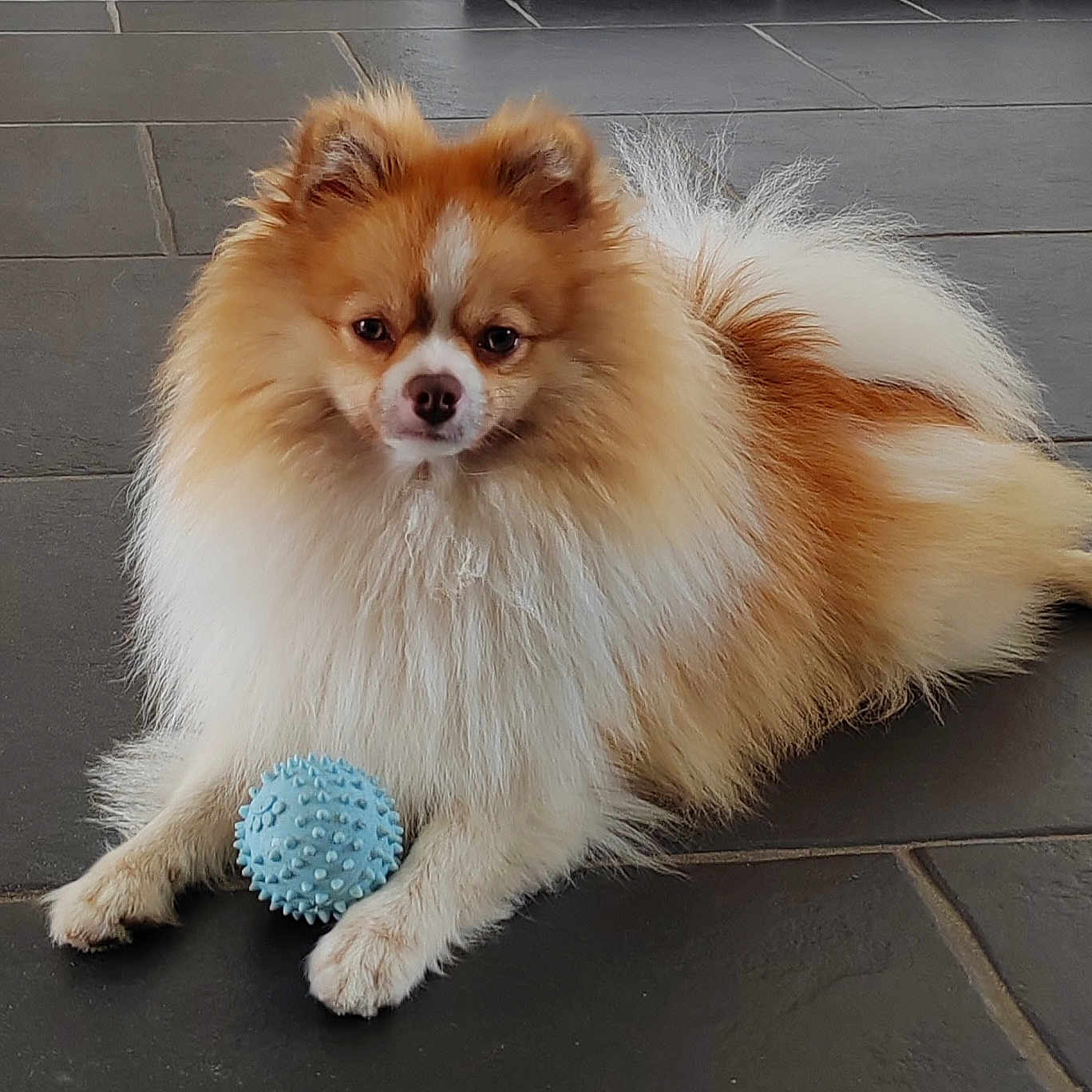 Vic a rejoint le concours — aidez-le/la à gagner de superbes lots ! adorable, attentive, blue_ball, cute, dog, domestic_animal, fluffy, front_paws, fur, gaze, indoor, lying_down, pet, playful, pomeranian, portrait, small_dog, tile_floor, toy_ball, white_tan_coat