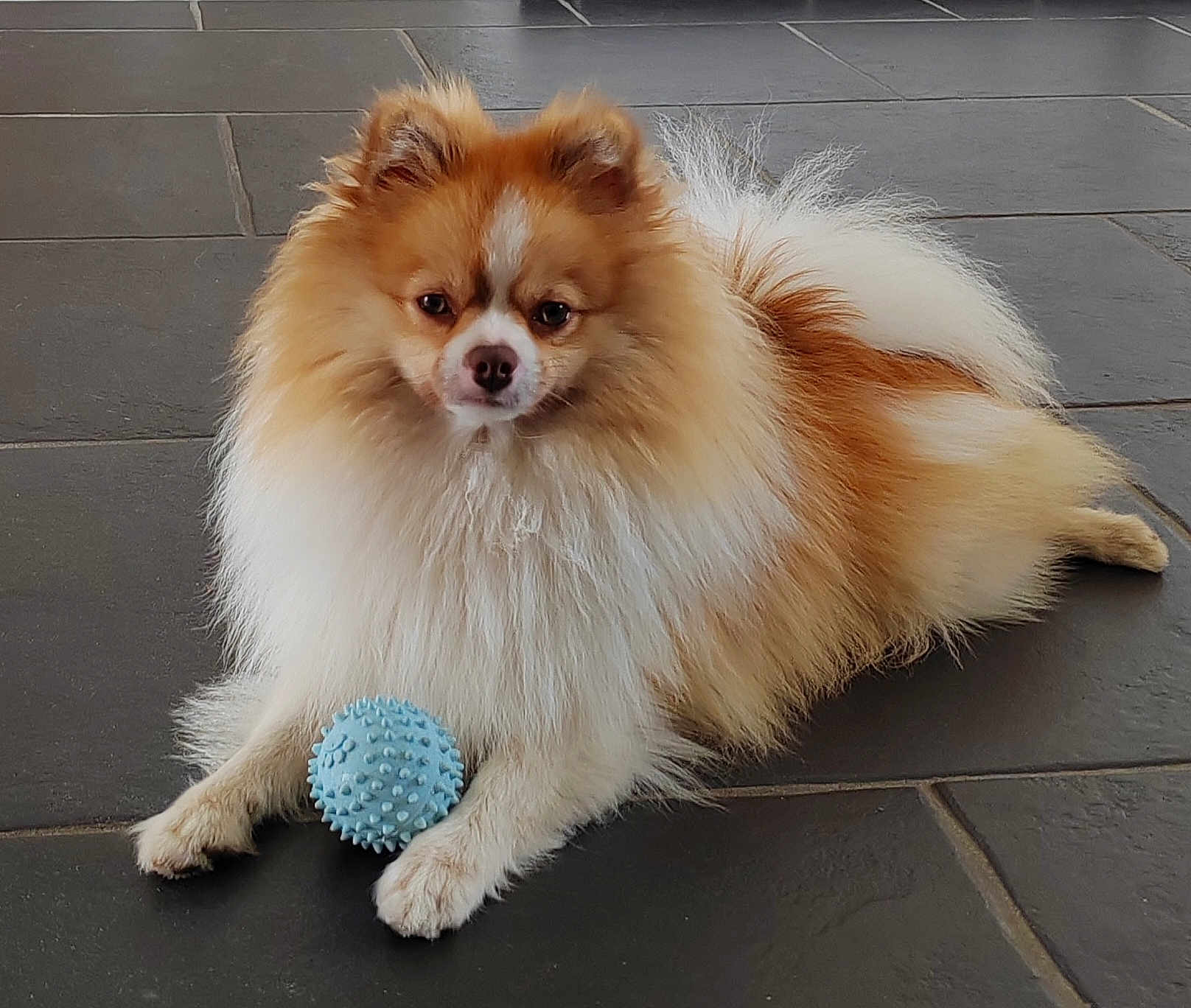 Vic a rejoint le concours — aidez-le/la à gagner de superbes lots ! dog, pomeranian, small_dog, fluffy, fur, toy_ball, blue_ball, pet, indoor, tile_floor, lying_down, front_paws, gaze, portrait, adorable, cute, domestic_animal, white_tan_coat, playful, attentive