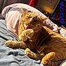 cat, ginger_cat, pet, animal, feline, bed, blanket, paw, tongue, grooming, sunlight, indoor, cozy, relaxed, sleepy, fur, whiskers, resting, comfort, cute