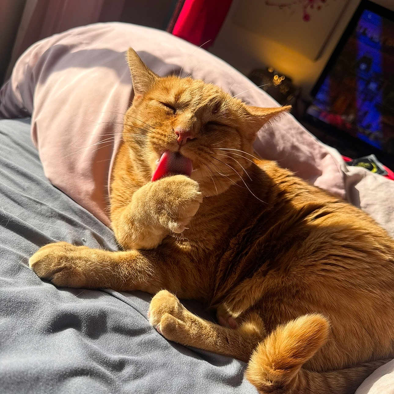 Zeus