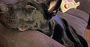 Buck joined the competition — help win amazing prizes! animal, black_dog, canine, comfort, couch, cozy, dog, domestic_animal, ear, fur, furniture, home, indoors, living_room, nap, pet, pillow, relaxed, resting, sleeping