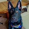 dog, black_dog, pet, close_up, indoor, collar, ears, amber_eyes, fur, animal, canine, looking, focused, portrait, house, furniture, table, chair, floor, domestic