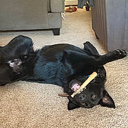 Buck is registered to the contest to win money with this photo: black_dog, dog, playful, chew_toy, carpet, indoor, living_room, couch, pet, canine, fur, animal, lying_down, toy, happy, domestic_animal, ears, mouth, teeth, floor
