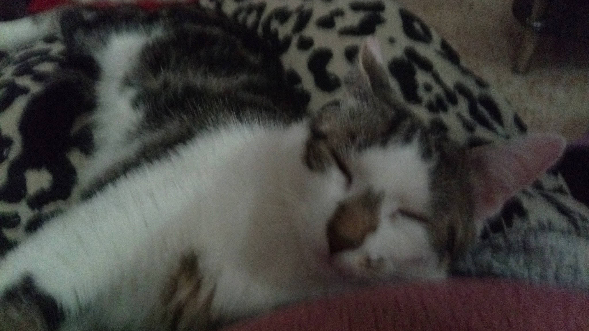 Tattoo participe au concours pour gagner de l'argent avec cette photo : big_cats, carnivore, cat, cat_supply, claw, comfort, domestic_short_haired_cat, felidae, fur, leopard, nap, pattern, paw, sleep, small_to_medium_sized_cats, tail, terrestrial_animal, whiskers, wildlife