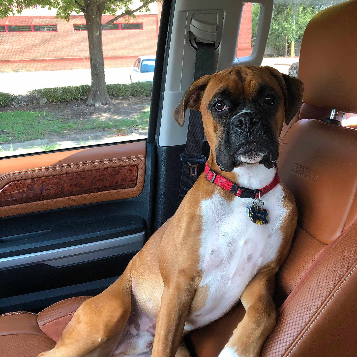 Tahoe is registered to the contest to win money with this photo: animal, boxer, brown_seat, building, canine, car_interior, collar, daytime, dog, leather_seat, looking_at_camera, pet, red_collar, seatbelt, seated, sunlight, tree, vehicle, white_paw, window