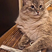 Snowby is registered to the contest to win money with this photo: cat, fluffy, blue_eyes, cardboard_box, feline, pet, indoor, relaxed, close_up, whiskers, fur, paw, cute, domestic_animal, mammal, resting, tabby, soft, animal, household