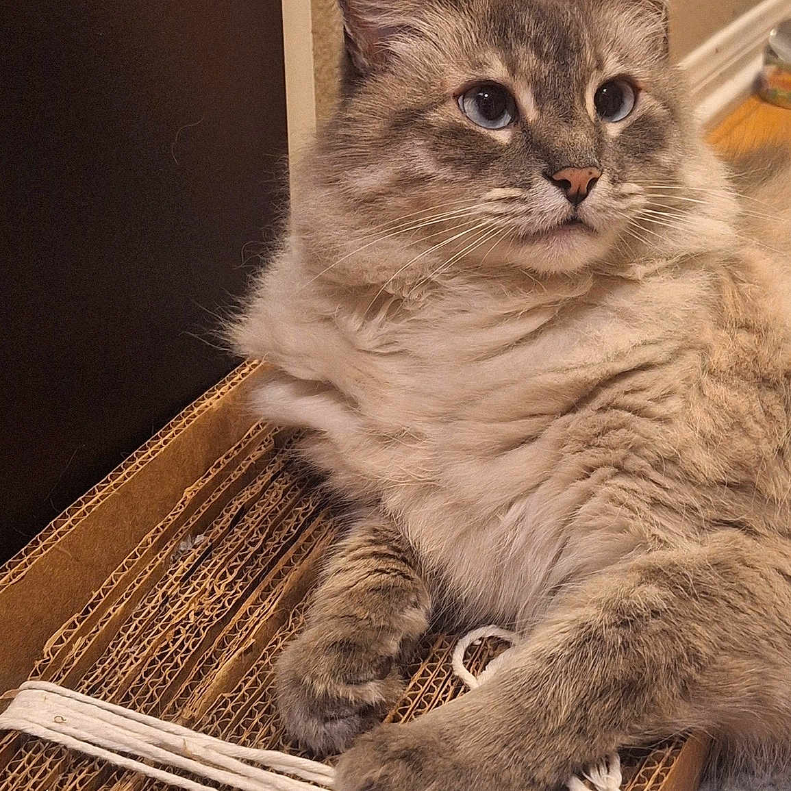 Snowby is registered to the contest to win money with this photo: cat, fluffy, blue_eyes, cardboard_box, feline, pet, indoor, relaxed, close_up, whiskers, fur, paw, cute, domestic_animal, mammal, resting, tabby, soft, animal, household