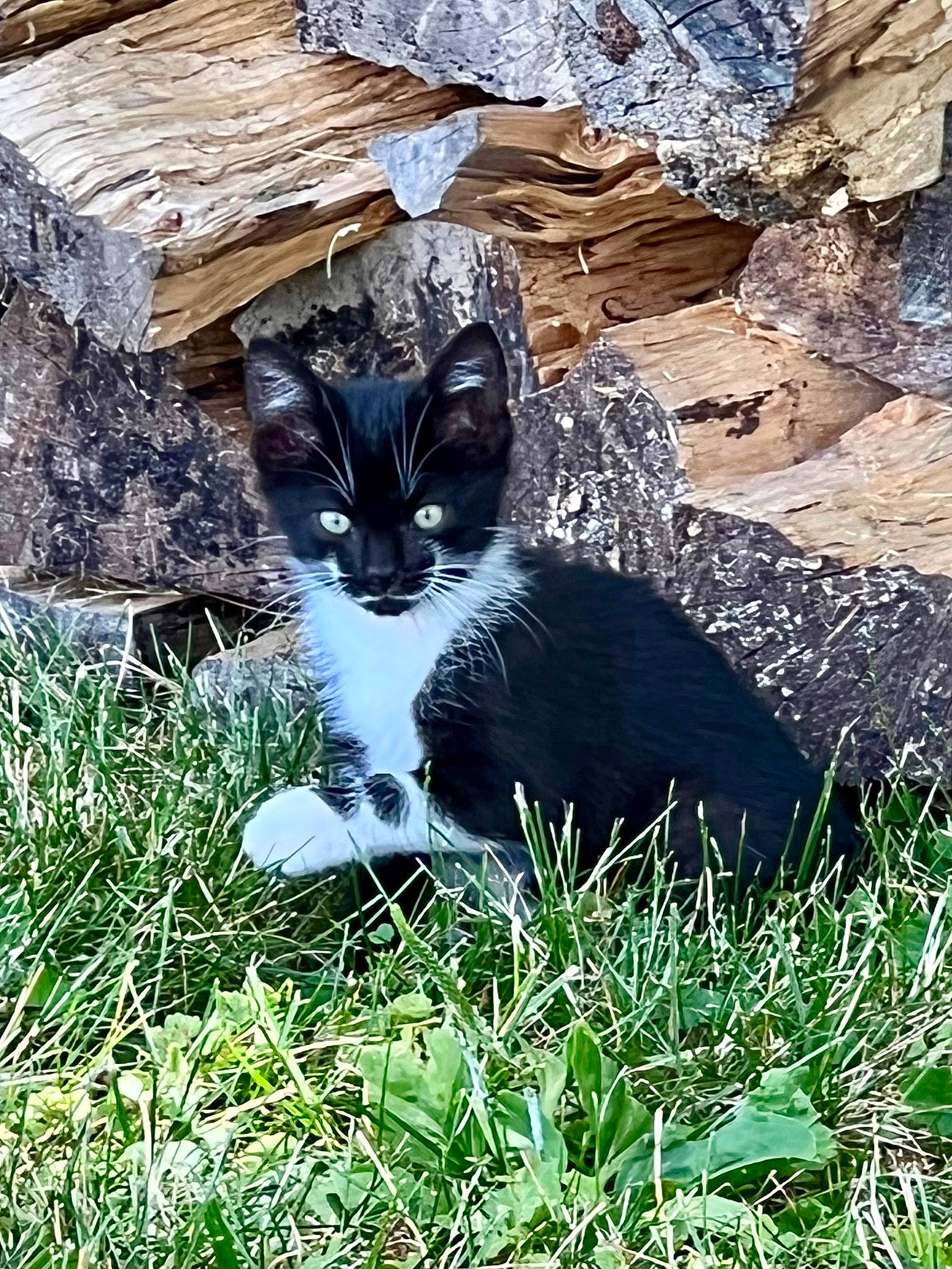 Joker joined the competition — help win amazing prizes! bedrock, black_cat, carnivore, cat, domestic_short_haired_cat, felidae, fur, grass, groundcover, plant, small_to_medium_sized_cats, snout, soil, tail, terrestrial_animal, tree, trunk, whiskers, wildlife, wood