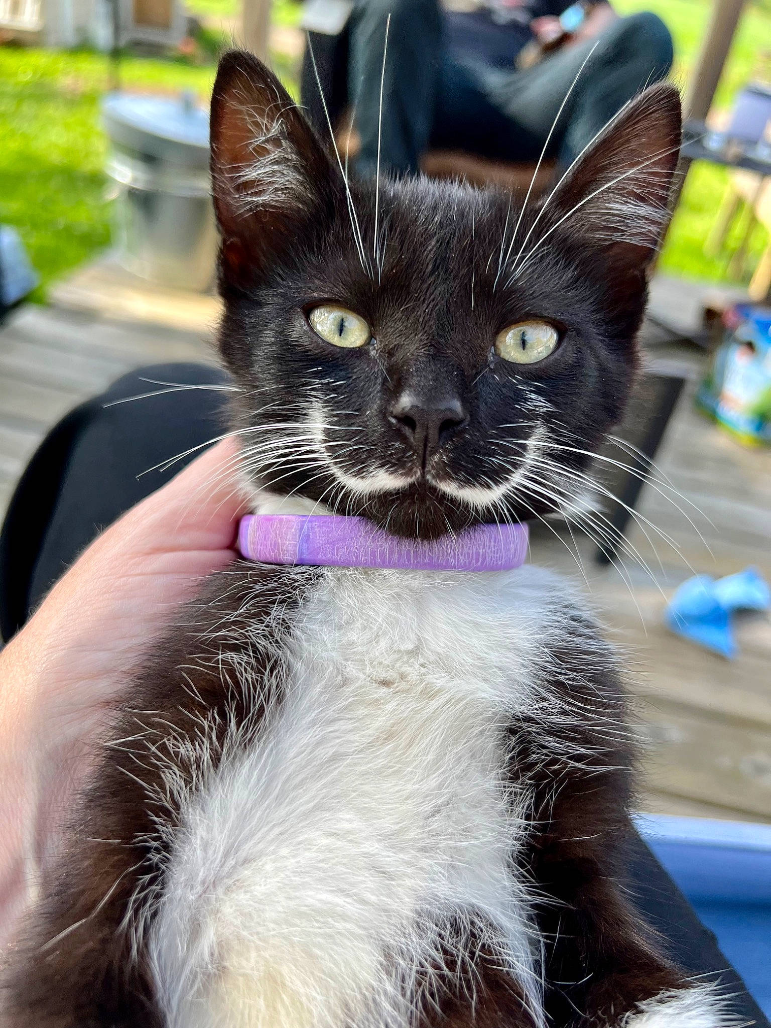 Joker joined the competition — help win amazing prizes! carnivore, cat, claw, collar, domestic_short_haired_cat, electric_blue, fawn, felidae, fur, grass, paw, small_to_medium_sized_cats, snout, whiskers