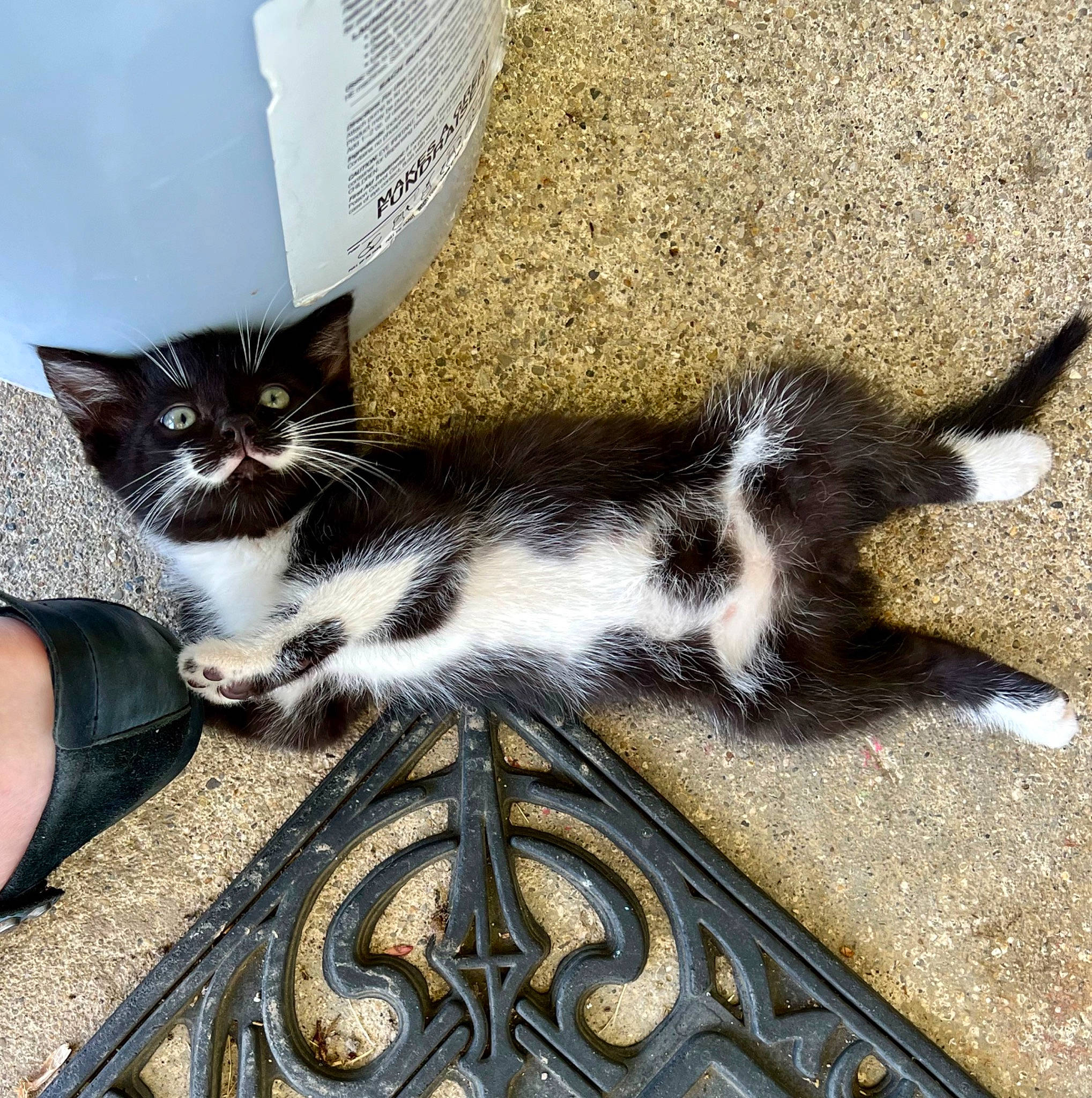 Joker is registered to the contest to win money with this photo: carnivore, cat, claw, comfort, domestic_short_haired_cat, felidae, flooring, foot, fur, human_leg, metal, paw, small_to_medium_sized_cats, tail, whiskers, wood