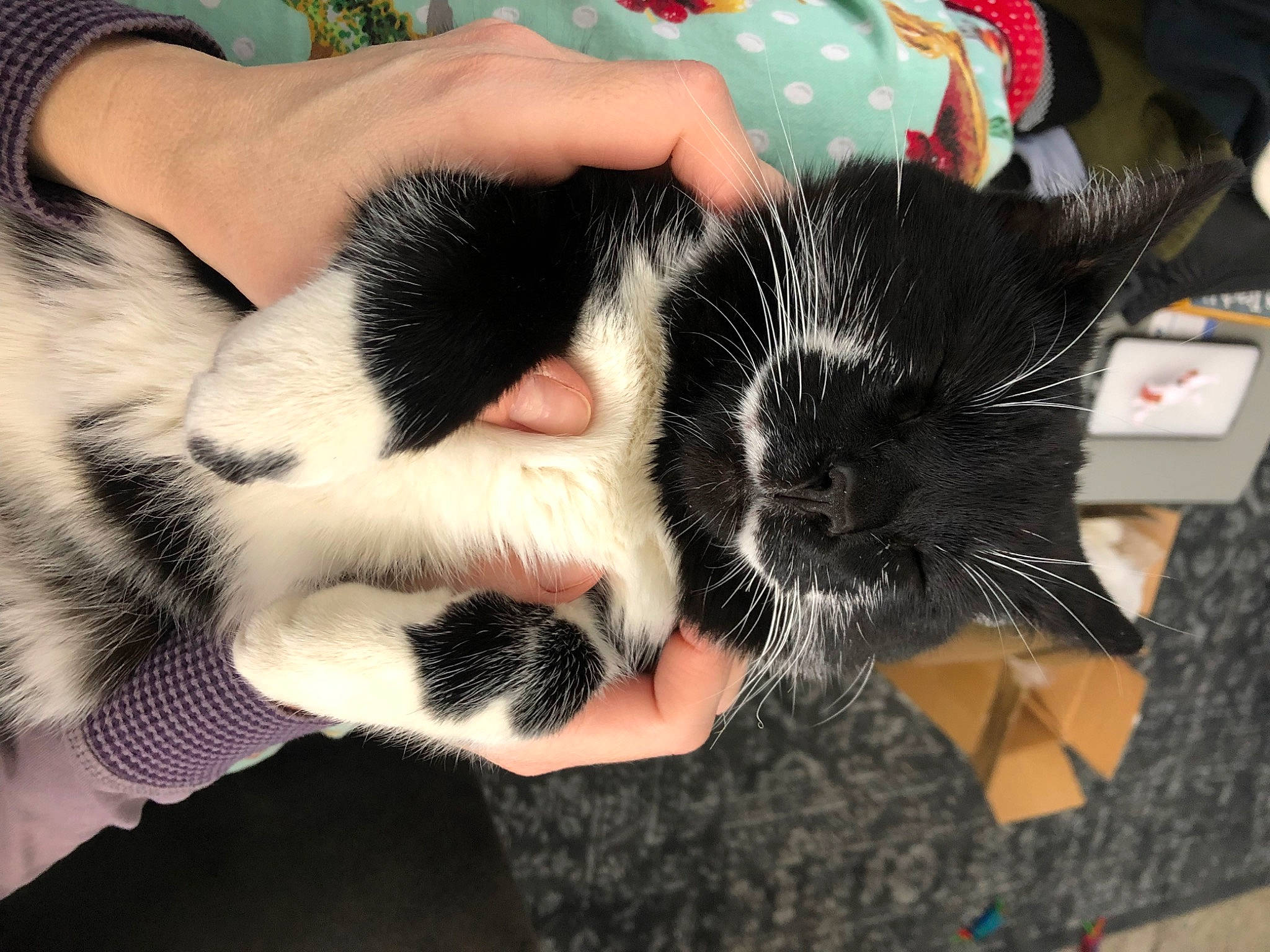 Joker is registered to the contest to win money with this photo: carnivore, cat, claw, comfort, domestic_short_haired_cat, ear, felidae, finger, foot, fur, gesture, hand, lap, nail, paw, small_to_medium_sized_cats, snout, thumb, whiskers, wrist