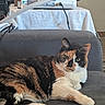 calico_cat, cat, pet, feline, animal, green_eyes, tri_color_fur, whiskers, ears, paws, toe_beans, lying_down, lounging, chair, indoor, home, furniture, medical_equipment, portrait, relaxed