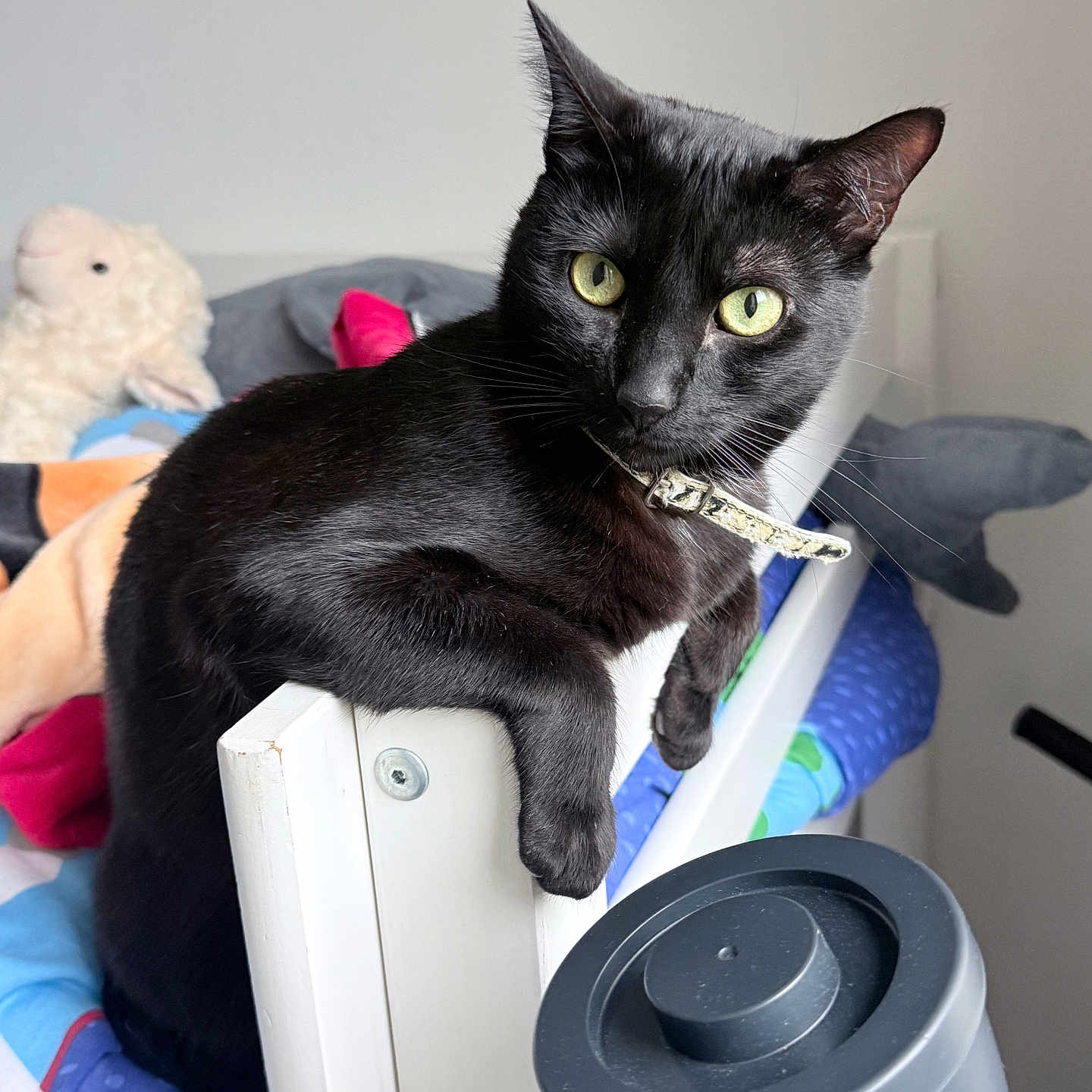 Tina Roque participe au concours pour gagner de l'argent avec cette photo : black_cat, cat, pet, animal, bed, blanket, stuffed_animal, furniture, indoor, curious, green_eyes, collar, resting, looking, whiskers, ears, fur, domestic_cat, cozy, household