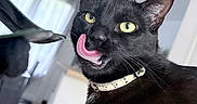 Tina Roque a rejoint le concours — aidez-le/la à gagner de superbes lots ! black_cat, cat, pet, indoor, tongue_out, collar, animal, feline, yellow_eyes, playful, close_up, fur, whiskers, domestic_cat, cute, looking_at_camera, table, house, window, curtains