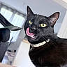 black_cat, cat, pet, indoor, tongue_out, collar, animal, feline, yellow_eyes, playful, close_up, fur, whiskers, domestic_cat, cute, looking_at_camera, table, house, window, curtains