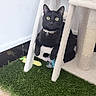 Tina Roque participe au concours pour gagner de l'argent avec cette photo : black_cat, cat_tree, indoor, pet, feline, curious_eyes, plush, ladder, toy, artificial_grass, paws, collar, relaxed, home, animal, whiskers, ears, floor, wall, cozy