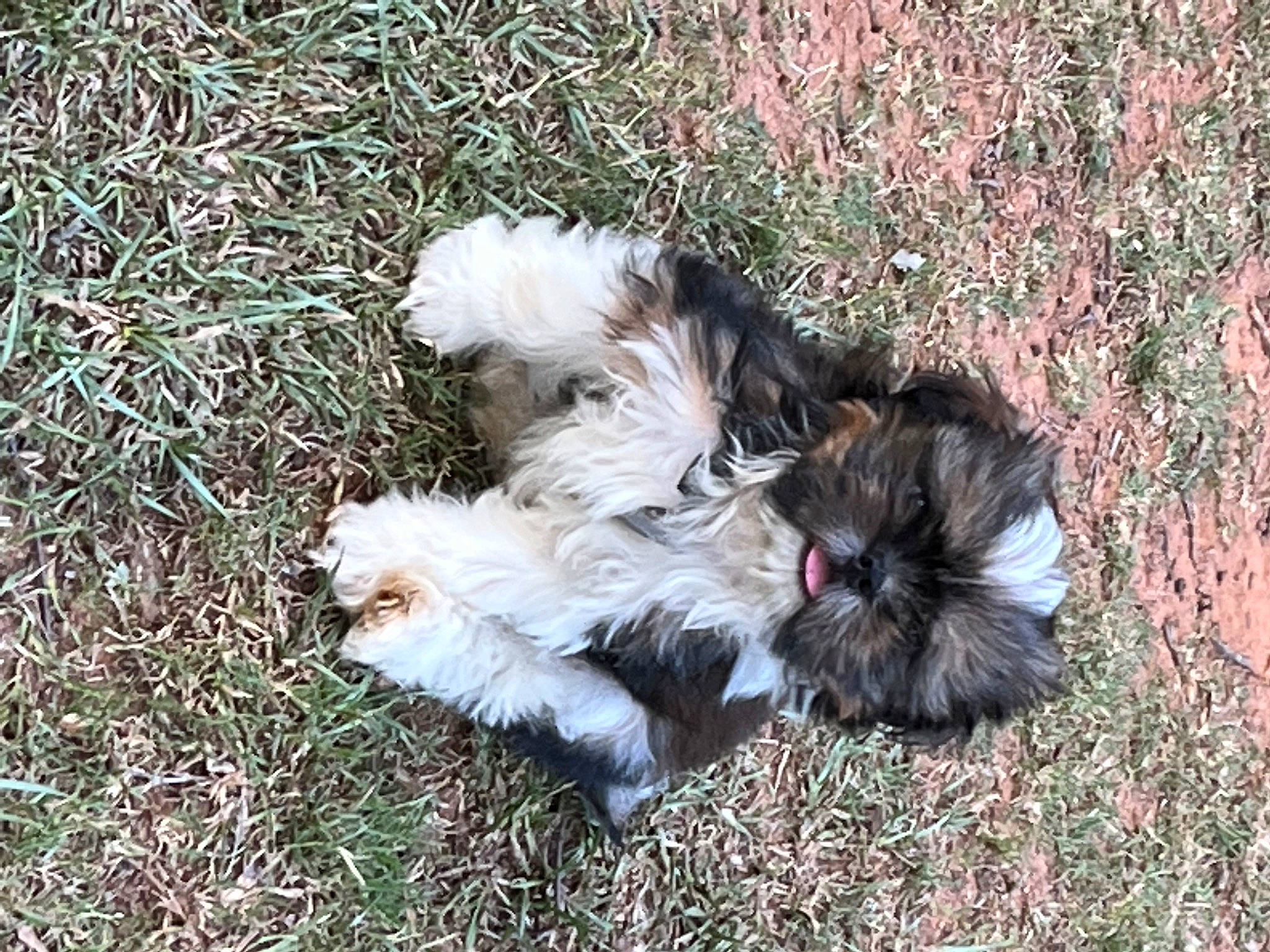 Roman is registered to the contest to win money with this photo: canidae, carnivore, companion_dog, dog, dog_breed, fur, grass, liver, maltepoo, shih_poo, shih_tzu, small_terrier, soil, sporting_group, tail, terrestrial_animal, terrier, toy_dog, water_dog, working_animal