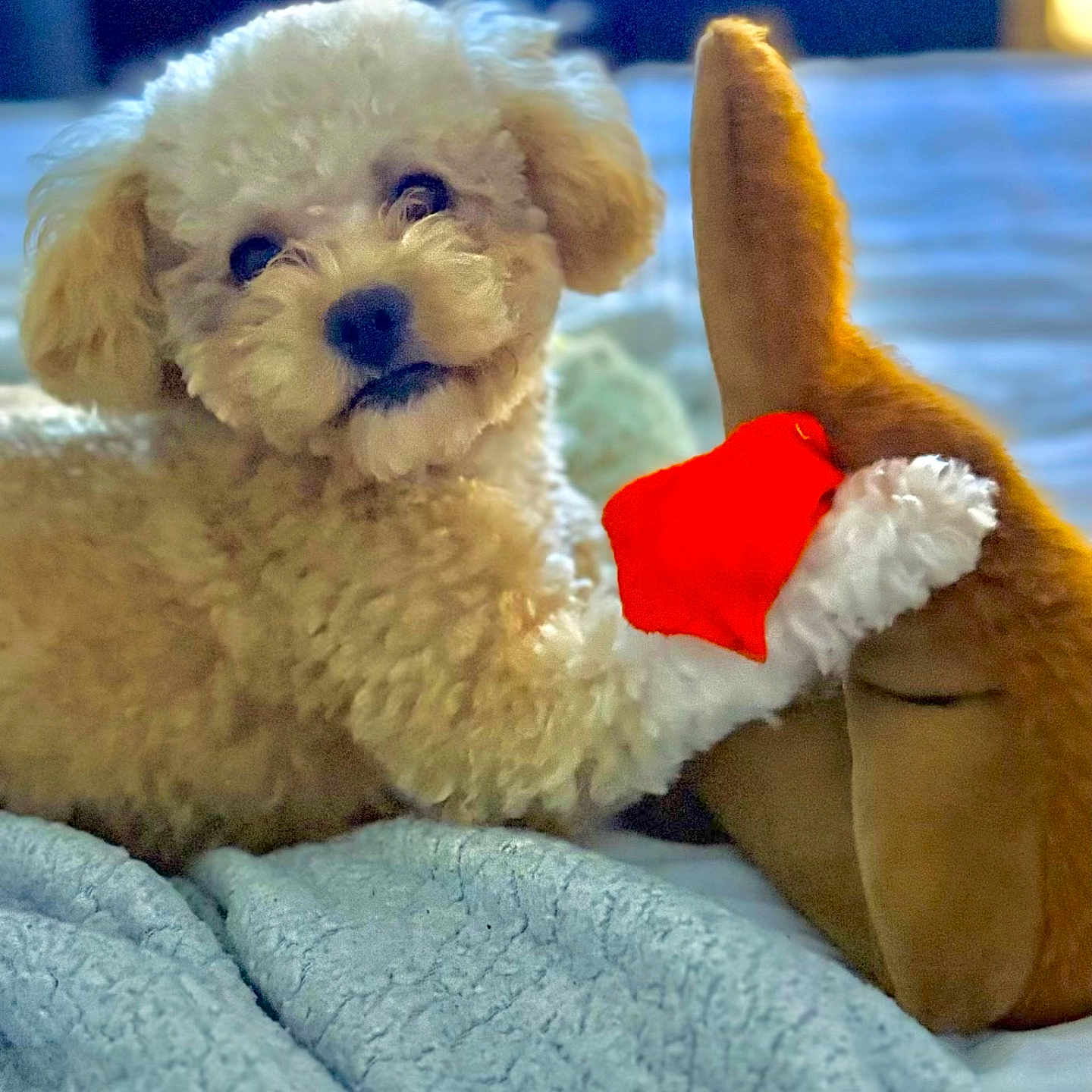 Omar joined the competition — help win amazing prizes! bed, bedding, blanket, close_up, cozy, cute, dog, fur, head_tilt, indoor, looking_at_camera, paw, playful, plush_toy, poodle, portrait, puppy, soft_texture, stuffed_animal, toy_ear
