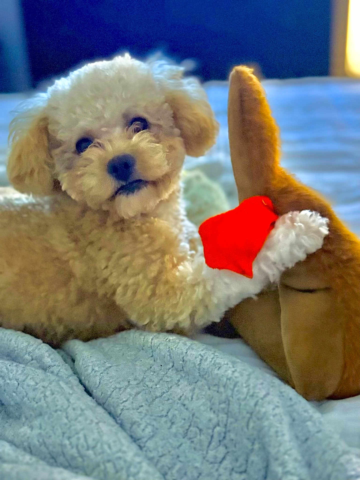 Omar joined the competition — help win amazing prizes! dog, puppy, poodle, plush_toy, stuffed_animal, bed, blanket, fur, cute, portrait, indoor, close_up, playful, paw, looking_at_camera, head_tilt, cozy, bedding, toy_ear, soft_texture