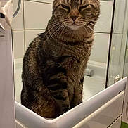 Imothep participe au concours pour gagner de l'argent avec cette photo : animal, bathroom, bathtub, cat, closeup, curious, domestic, ears, feline, fur, furniture, household, indoor, pet, pet_portrait, portrait, sitting, tabby, tile_wall, whiskers