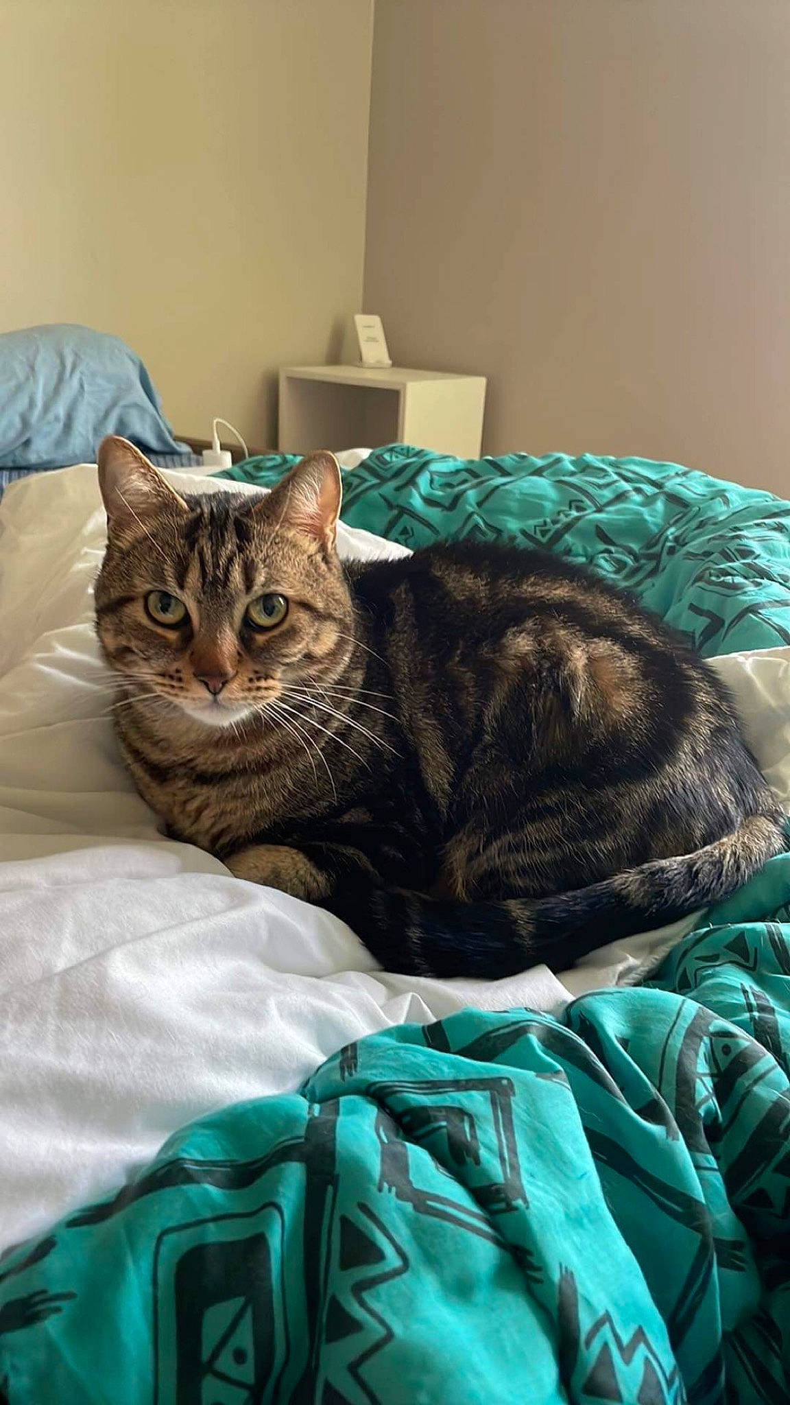 Imothep participe au concours pour gagner de l'argent avec cette photo : bag, bed, bed_sheet, bedding, blue, carnivore, cat, comfort, domestic_short_haired_cat, felidae, fur, grey, linens, mammal, nap, room, small_to_medium_sized_cats, terrestrial_animal, vertebrate, whiskers