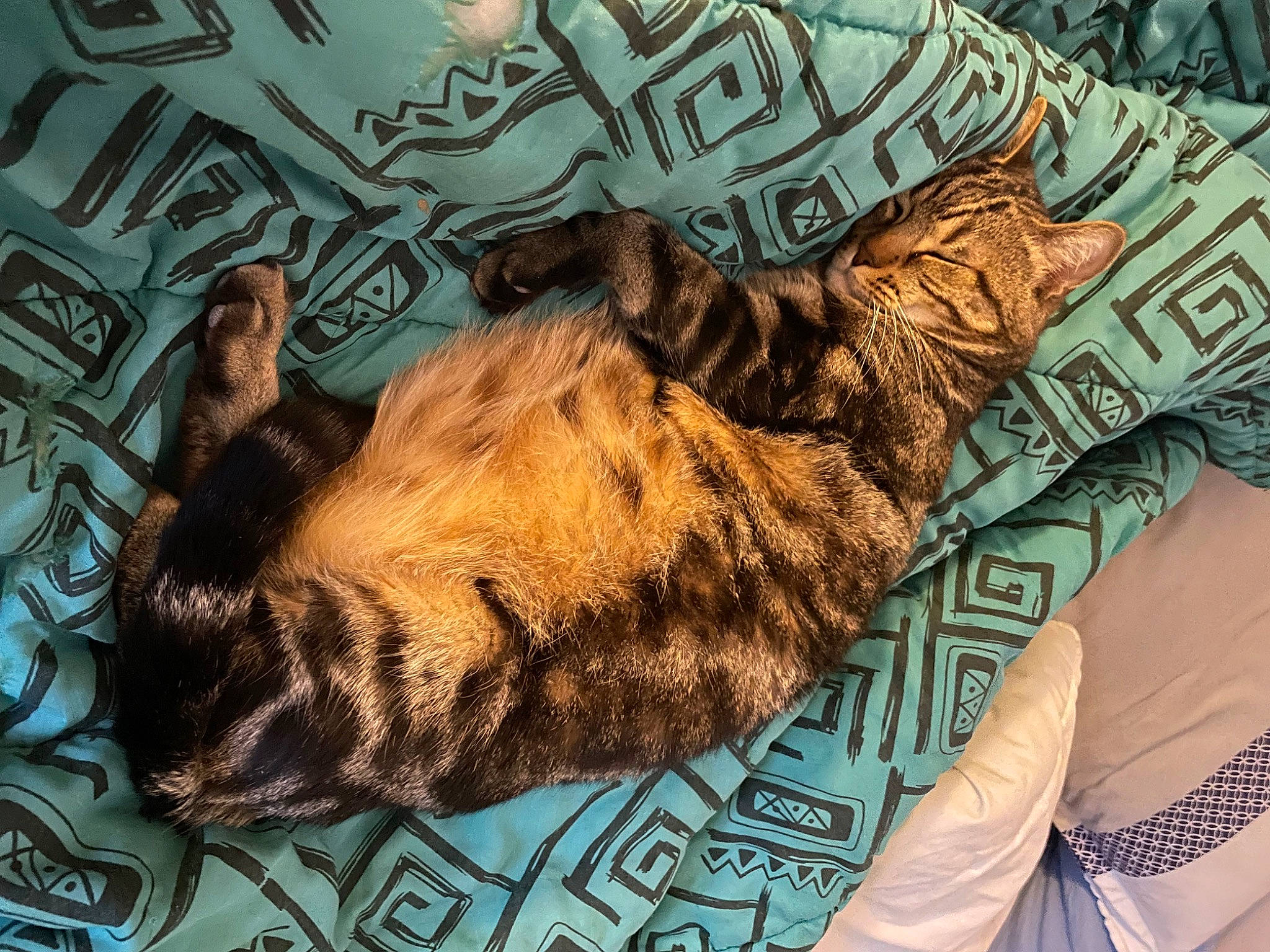 Imothep a rejoint le concours — aidez-le/la à gagner de superbes lots ! carnivore, cat, claw, comfort, domestic_short_haired_cat, fawn, felidae, fur, linens, mammal, organism, pattern, small_to_medium_sized_cats, snout, tail, terrestrial_animal, textile, vertebrate, whiskers, wildlife